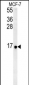 RPS26 Antibody (N-term)